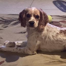 Cocker Spaniels from Sadiemae's Pups