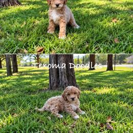 Boy 2 - Cream male Goldendoodle puppy in Denison, Texas from Texoma Doodles