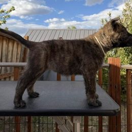 White - Gold brindle female Dutch Shepherd puppy in Wheatland, Wyoming from Mill Iron Dutch Shepherds