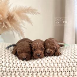 Spot 2 - Red  female Goldendoodle puppy in Madisonville, Kentucky from Carlie and Co. Goldendoodles