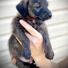 Aussiedoodle and Leopardoodle Puppies from A Puppy Crush