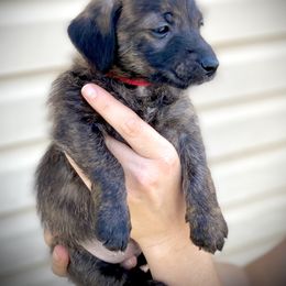 Aussiedoodle and Leopardoodle Puppies from A Puppy Crush