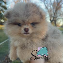 Storm - Chocolate merle female Pomeranian puppy in Perry County, Ohio from Speechless Pom’s