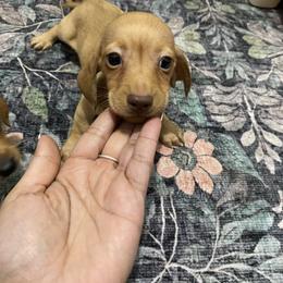 Charlie - Red male Dachshund puppy in Magnolia, Texas from Carrie’s Countryside Dachshunds