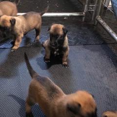 Belgian Malinois and German Shepherd Puppies from Leash of Honor LLC