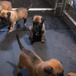 Belgian Malinois and German Shepherd Puppies from Leash of Honor LLC