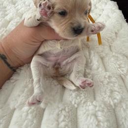 Sunflower  ( yellow collar) - Apricot female Maltipoo puppy in Fredericktown, Missouri from Doodle Pups Fur-Ever