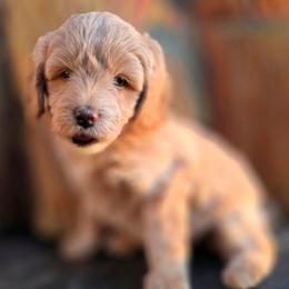 Misty - Apricot female Goldendoodle puppy in Eugene, Oregon from Oregon's Legendary Goldendoodles