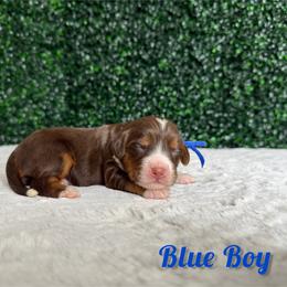 Blue boy - Tri-color male Bernedoodle puppy in Modesto, California from Two Doods Doodles