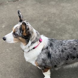 Cora - Cardigan Welsh Corgi