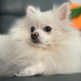 Pomeranians from Perkins Poms