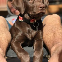Labrador Retriever All Grown Up from Rocky Mountain Dogs - Utah