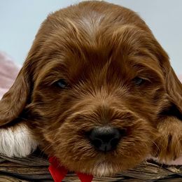 Red Female - Apricot female Goldendoodle puppy in Great Falls, Montana from Montana Goldendoodles