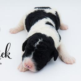 Bernedoodle, Saint Berdoodle, and Sheepadoodle Puppies from Yankee Doodle Puppies