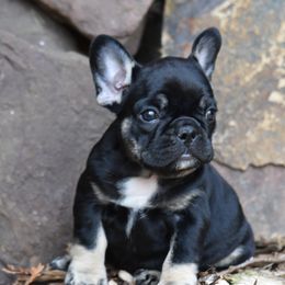 French Bulldog Puppies from Bleu Rock French Bulldogs