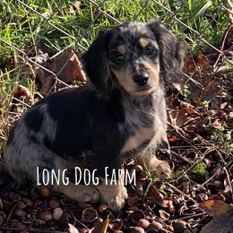 Dachshund Puppies from Long Dog Farm