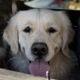 Henry - Golden Retriever