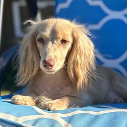 Vienna - Dachshund