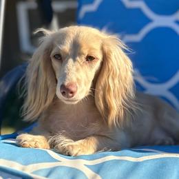 Vienna - Dachshund