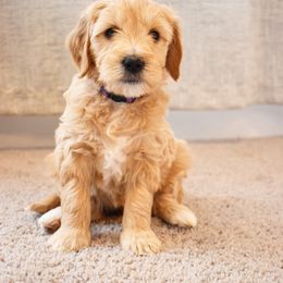 Whippy (purple) - Goldendoodle puppy from Timberidge Goldendoodles