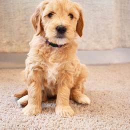 Whippy (purple) - Goldendoodle puppy from Timberidge Goldendoodles