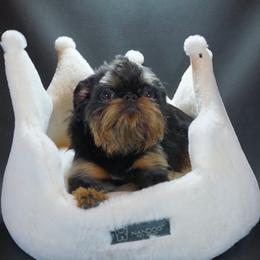 Walter - Brussels Griffon