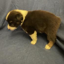 Taylor - Black tri-color female Australian Shepherd puppy in Hammond, Louisiana from Gold Ring Australian Shepherds