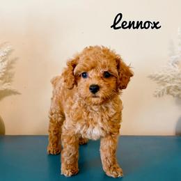 Lennox - Red  male Poodle puppy in Morehead, Kentucky from Paw Perfect Pets