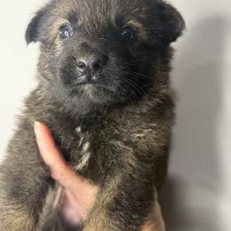 Cupid (Orange collar) - Sable male German Shepherd puppy in Canterbury, Connecticut from Nachtwaechter German Shepherds, LLC