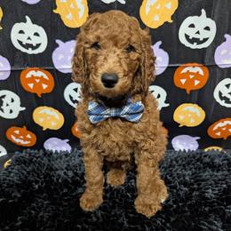 George - Red  male Goldendoodle puppy in Yale, Michigan from Angie's Goldendoodles/Angies doodles LLC