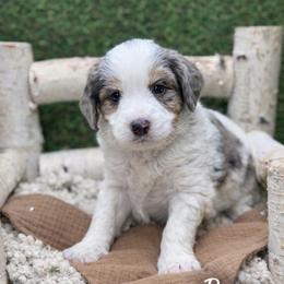 Bear - Blue merle male Bernedoodle puppy in Williamson, New York from Lakeside Doodles