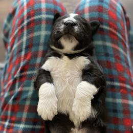 Aussiedoodle, Australian Shepherd, and Miniature Australian Shepherd Puppies from Amie's Aussies & Doodles