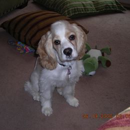 Cocker Spaniel Puppies from Timber Sunrise Cockers