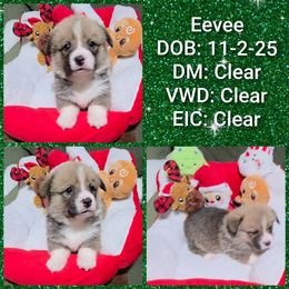 Eevee - Red female Pembroke Welsh Corgi puppy in Macon, Georgia from Middle Georgia Saints and Corgis