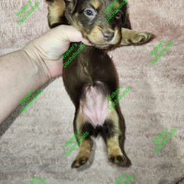 Bridget pet only - Chocolate and tan Dachshund puppy in Adolphus, Kentucky from Walker's Dachshunds