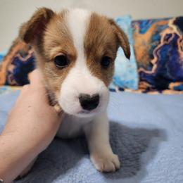 Clifford - Red male Pembroke Welsh Corgi puppy in Palm Bay, Florida from Space Coast Corgi
