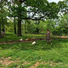 Border Collie, Bordoodle, and Maremma Sheepdog Puppies from 2J 2K Border Collies