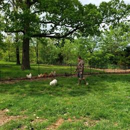 Border Collie, Bordoodle, and Maremma Sheepdog Puppies from 2J 2K Border Collies