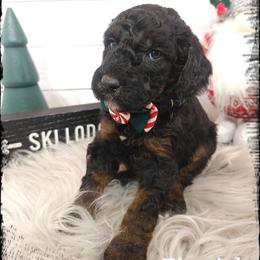 Finnick - Phantom male Poodle puppy in Farley, Iowa from Iowa's Doodle Co.