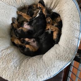 Cavalier King Charles Spaniel Puppies from DunEakins Cavaliers