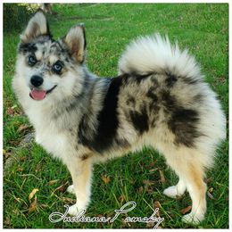 Elle - Pomsky
