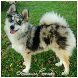 Elle - Pomsky