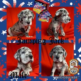 Jumping Jack - Merle male Great Dane puppy in White City, Kansas from Southwind Great Danes