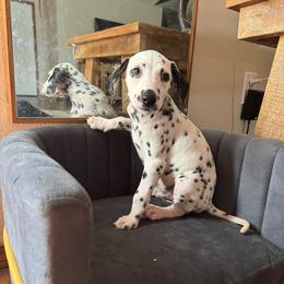 Colin - White and black male Dalmatian puppy in Mount Vernon, Missouri from Spots & Spirals