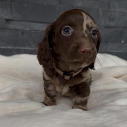 Hans - Dapple male Dachshund puppy in Goodyear, Arizona from AZ Royal Doxies llc