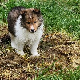 Savanna - Sable and white female Shetland Sheepdog puppy in Deer Island, Oregon from Conestoga Shelties