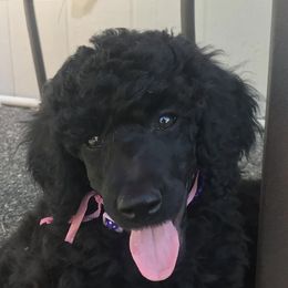 Poodles from PHC N PNW Standard Poodles