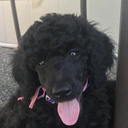Poodles from PHC N PNW Standard Poodles