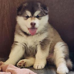 HEX,  red collar - Red and white female Alaskan Malamute puppy in Grayson County, Virginia from River Bend Malamutes