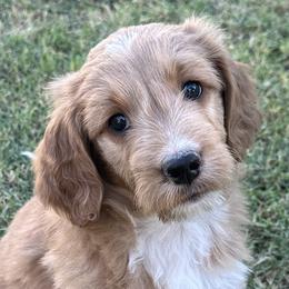 Beatrice - yellow collar - Bertie - Sable female Goldendoodle puppy in Phoenix, Arizona from Kerri's Goldendoodles
